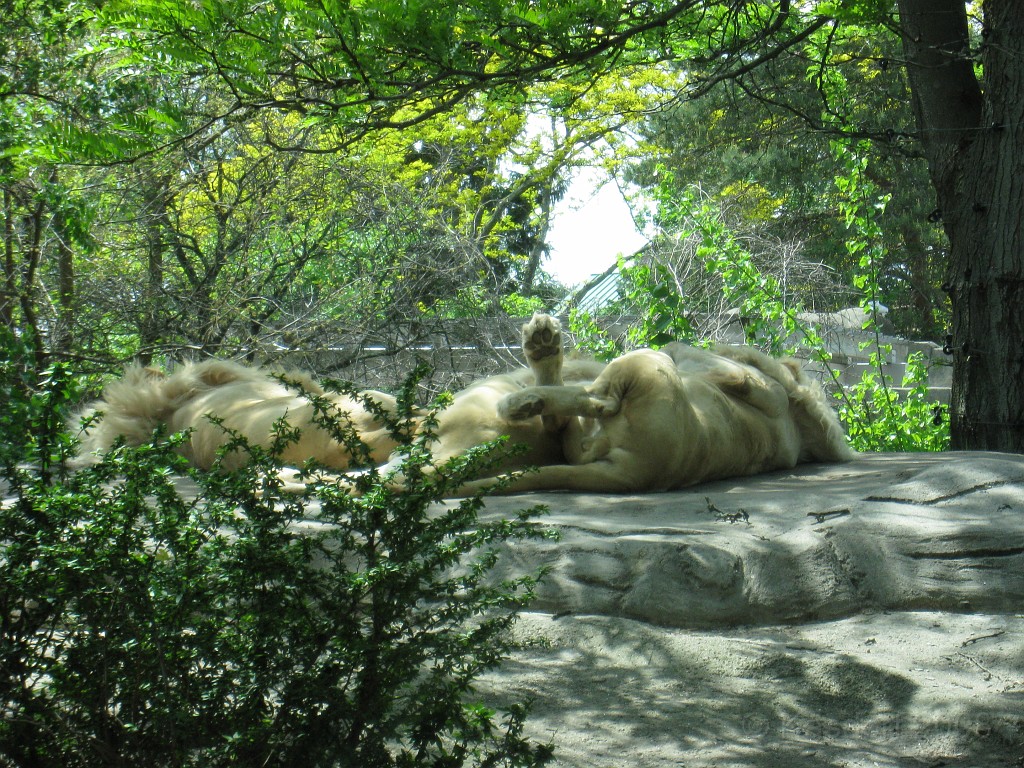 Dart Frog Dash 08 0701.jpg - The Toledo Ohio Zoo held the 2008 Dart Frog Dash 5K race on May 17, 2008. The weather was great, the race went fine, and the animals were fun to see! The highlight was the nursing Polar Bear Cubs - two 330 pound "babies" tugging on mama.